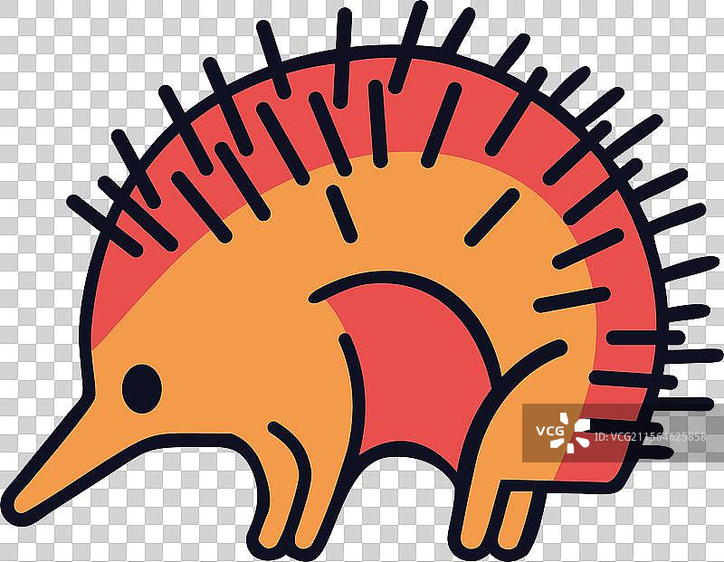 澳大利亚针鼹鼠野生动物图片素材