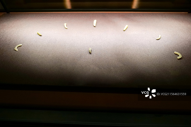 周代玉蚕 济阳刘台子西周墓出土 济南市济阳区博物馆藏山东博物馆“锦绣齐鲁-鲁锦鲁绣文化展”图片素材