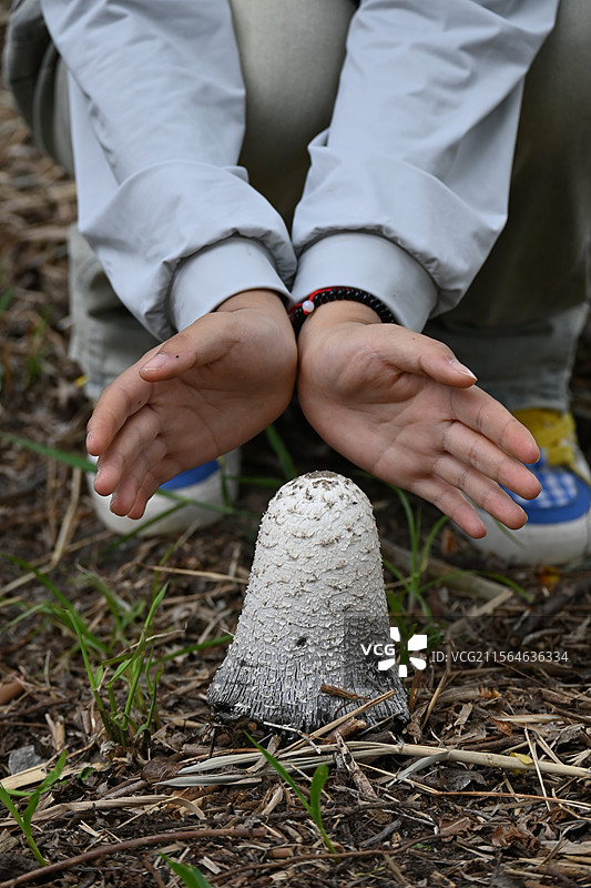 很大的毛头鬼伞图片素材