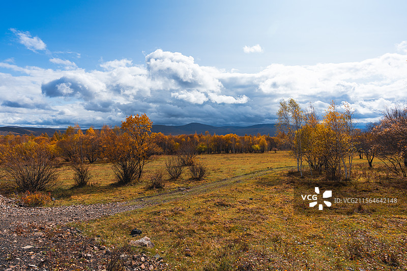 牛羊踏碎的秋光：呼伦贝尔的牧野私语图片素材