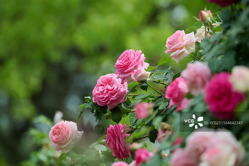 月季花月季花图片素材