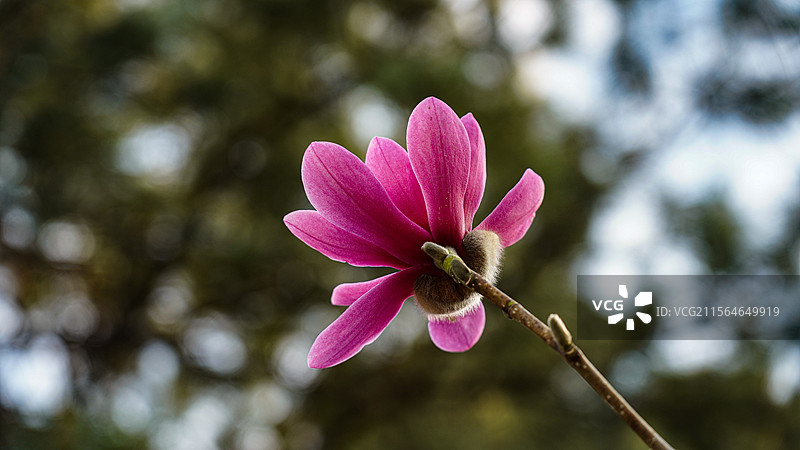 模糊背景下的粉色玉兰花图片素材
