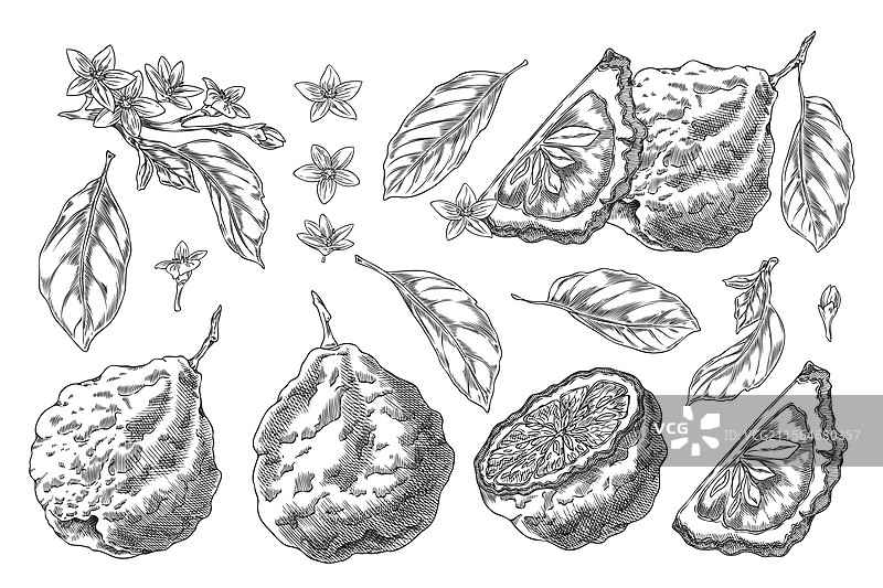 整片切片的集合和图片素材