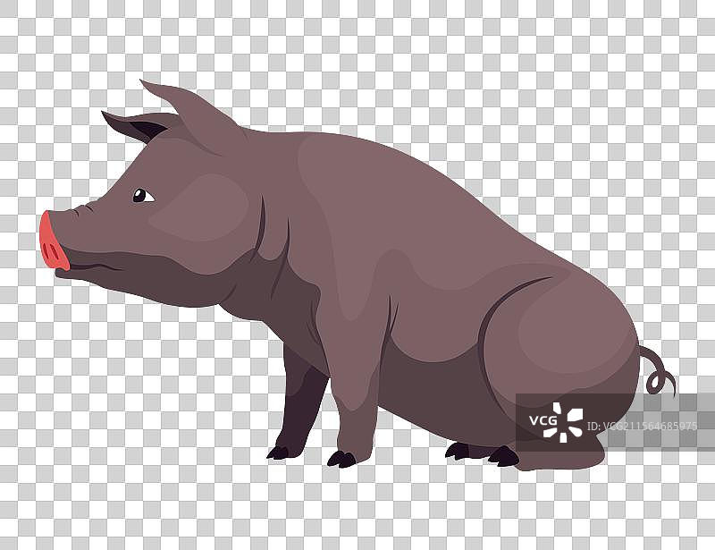 猪的平面卡通图案，孤立在白色背景上图片素材