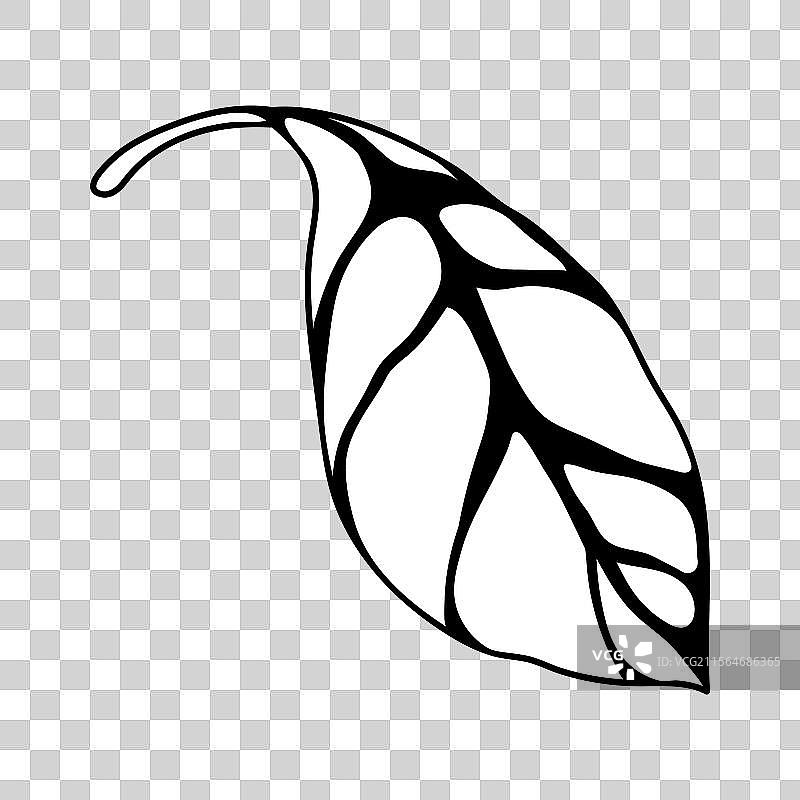 春夏风格的叶子图片素材