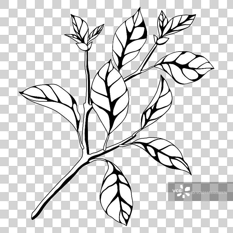 春天的树枝与叶子图片素材