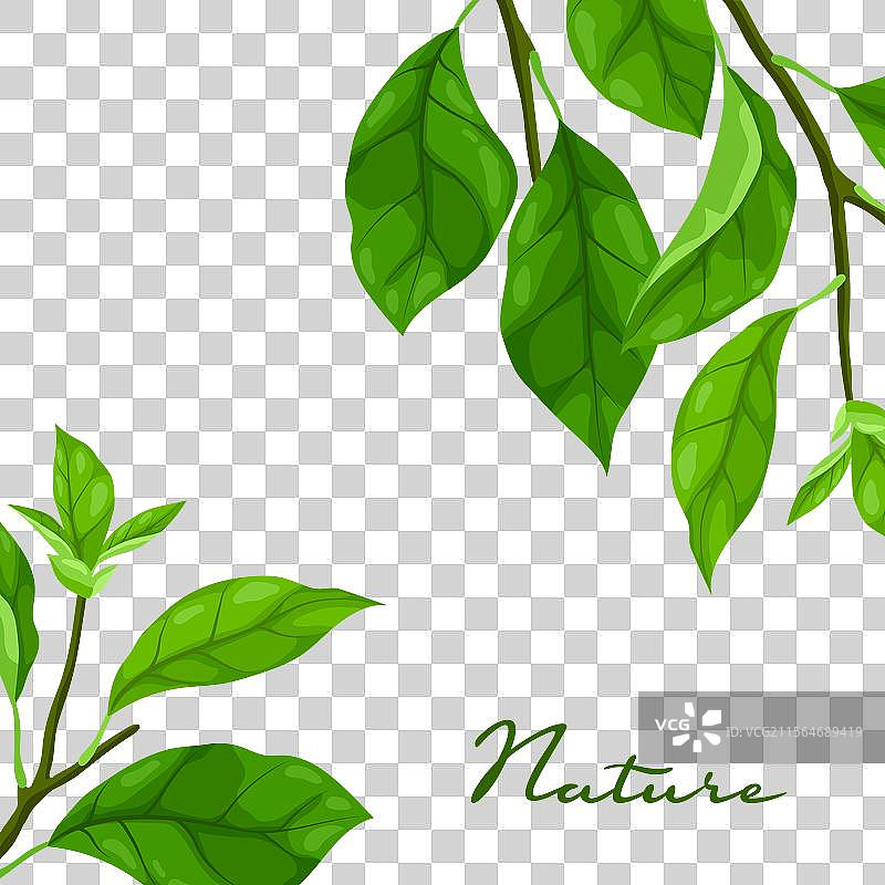 春天的树枝和叶子的背景图片素材