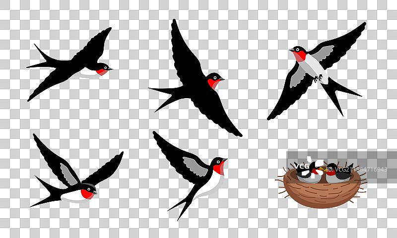 燕子鸟图片素材