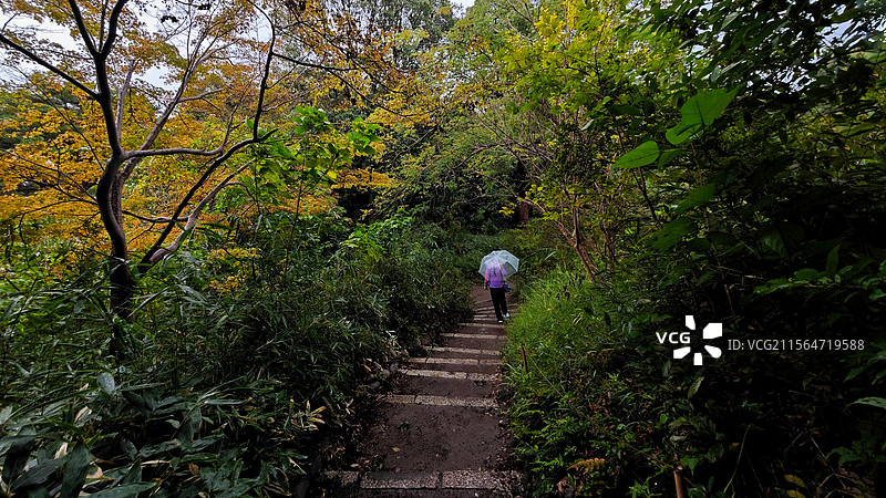 日本东京六义园是江户时代大名庭园的代表作以和歌山的情趣为基调的 “回游式假山泉水” 春天樱花盛开秋天图片素材