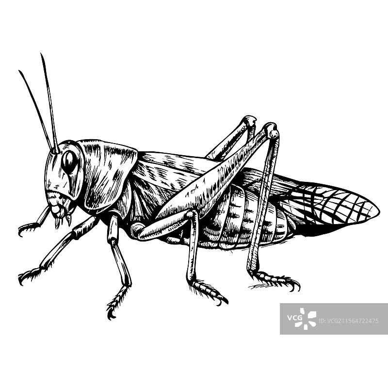 一幅黑白的蚂蚱素描图片素材