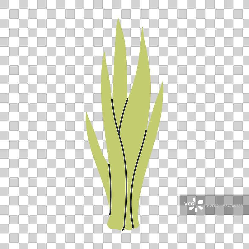 适合的浅绿色多肉植物简单造型图片素材