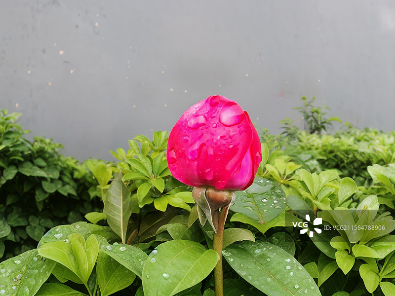 鲜花娇艳月季花的颜色红艳欲滴，静观花开，赏心悦目，抒人生之味，繁花似锦，一路芬芳，带来生机和活力。图片素材