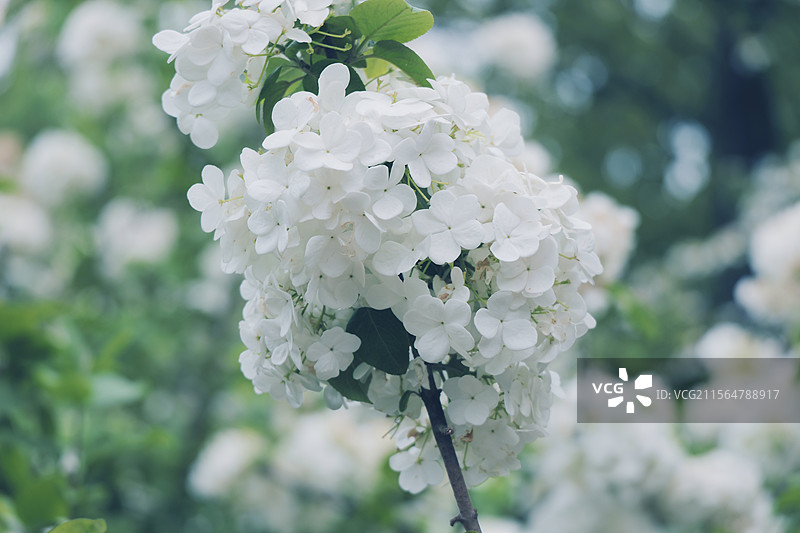 苏州莲池湖公园｜盛放的木绣球图片素材