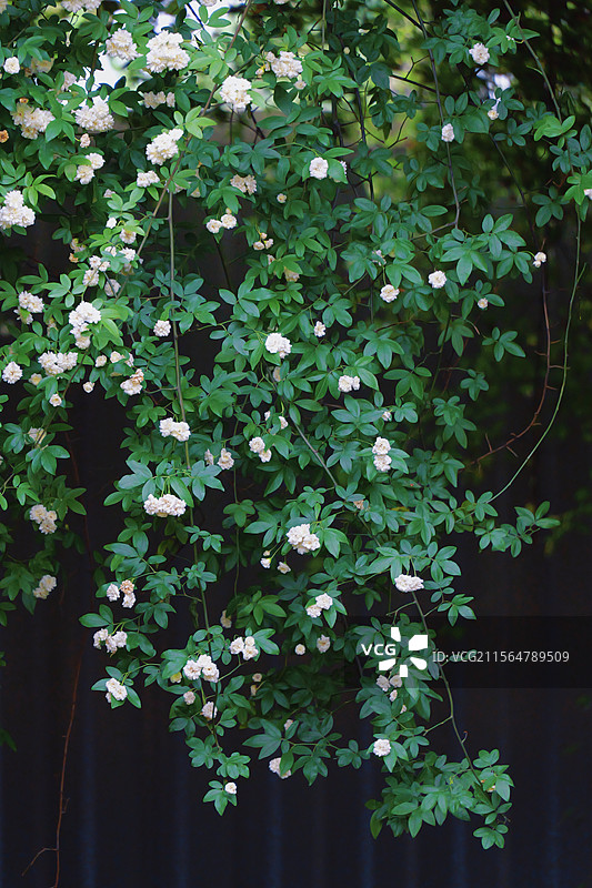 苏州莲池湖公园盛放的木香花瀑布图片素材