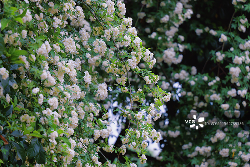 苏州莲池湖公园盛放的木香花瀑布图片素材
