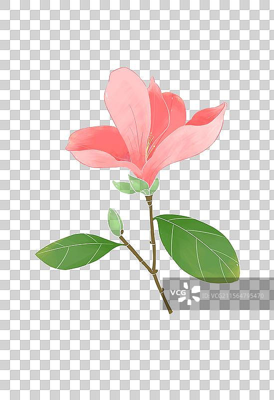 一枝手绘玉兰花图片素材