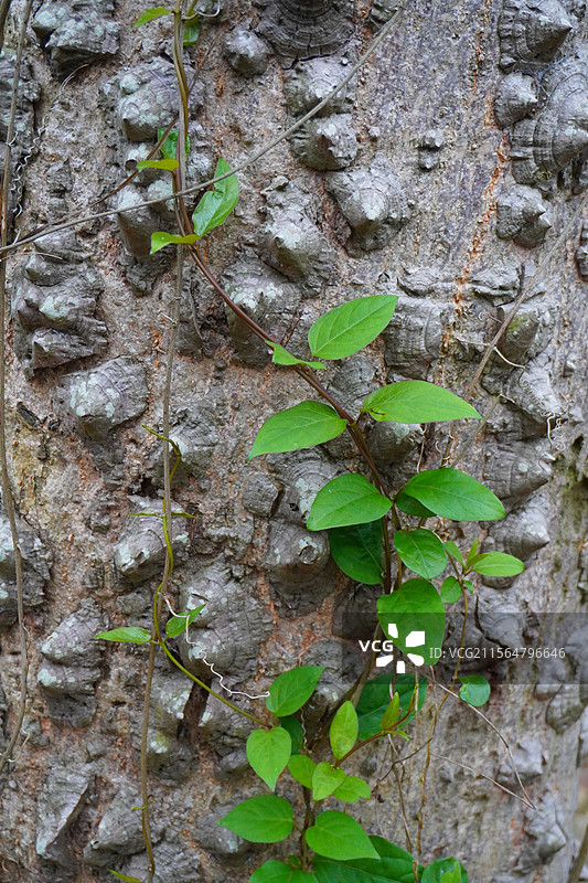 绿色藤蔓图片素材