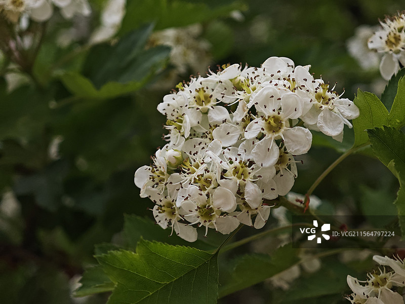 山楂花图片素材