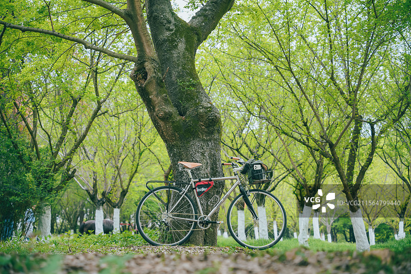 绿茵下的复古自行车图片素材
