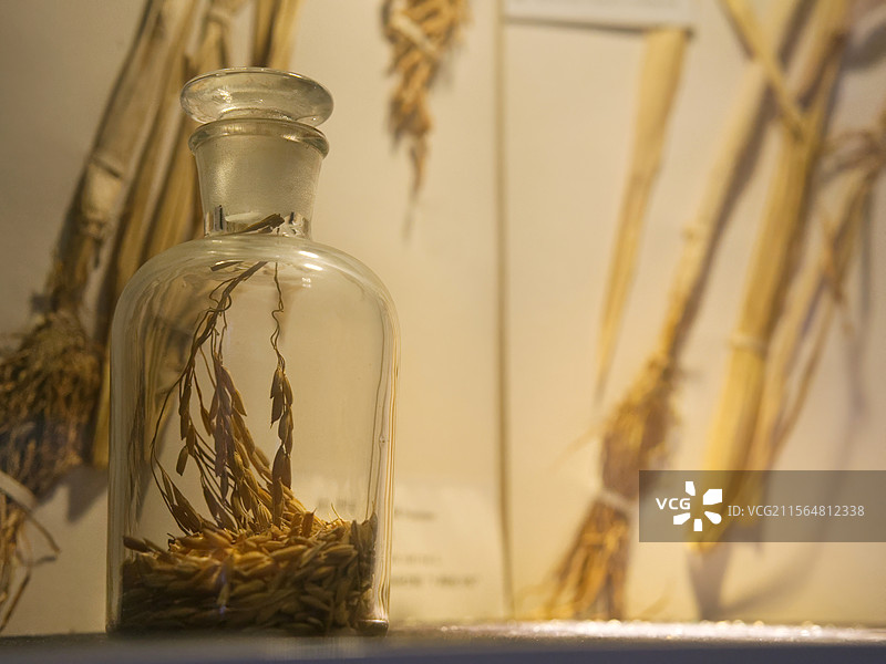 超级杂交水稻标本图片素材