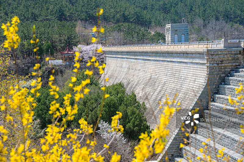 大连龙王塘水库大坝前盛开的迎春花图片素材