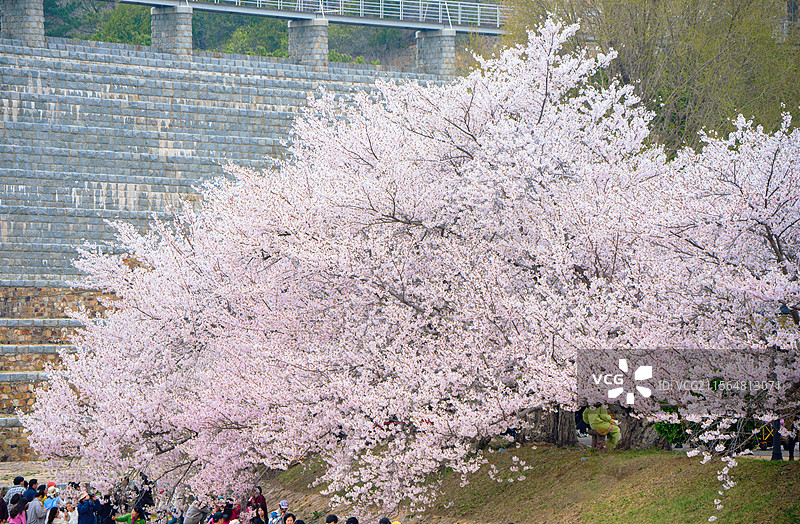 大连龙王塘樱花园盛开的樱花图片素材