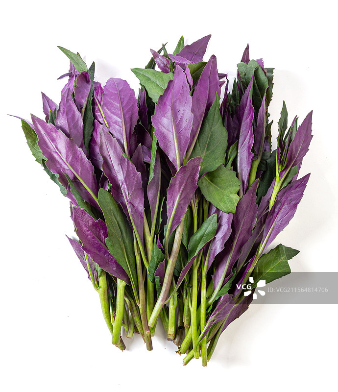 春菜紫背天葵图片素材