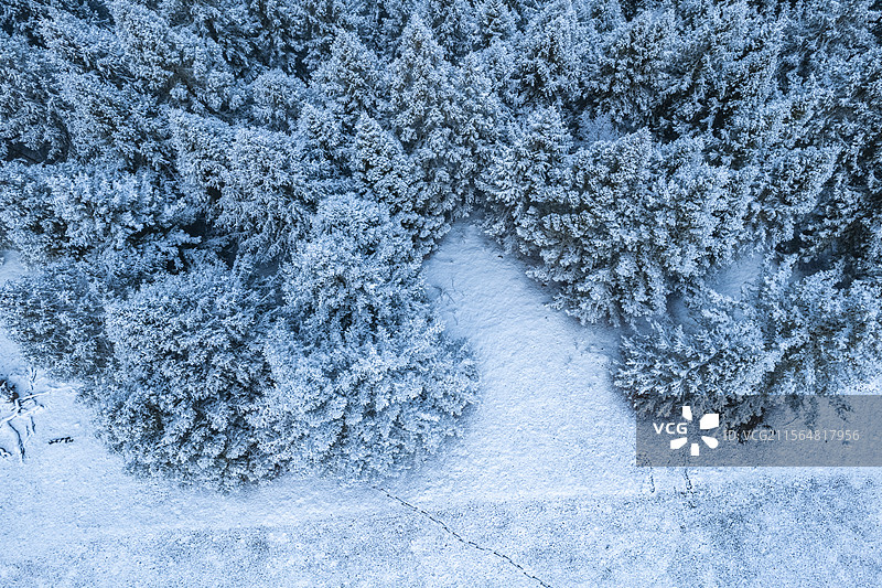 冬天西藏鲁朗大雪森林风光图片素材