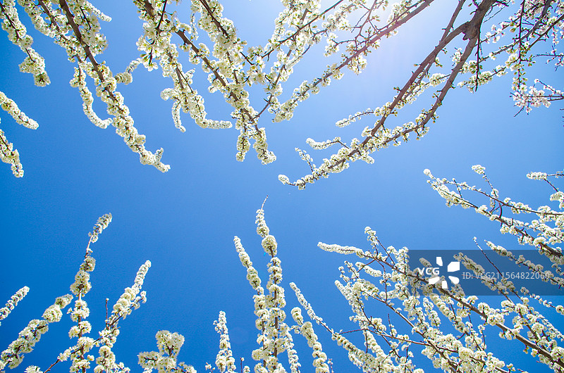 蓝天下盛开的白色李花低角度图片，春季户外自然风光，生态植物花卉树木，素材背景天空图片素材