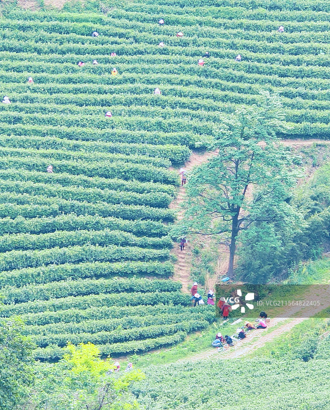 采茶图片素材
