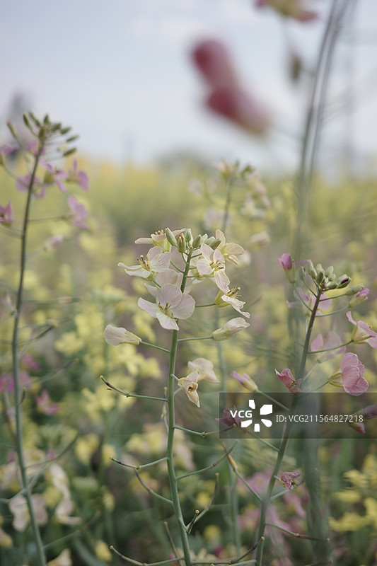 各种颜色的油菜花图片素材