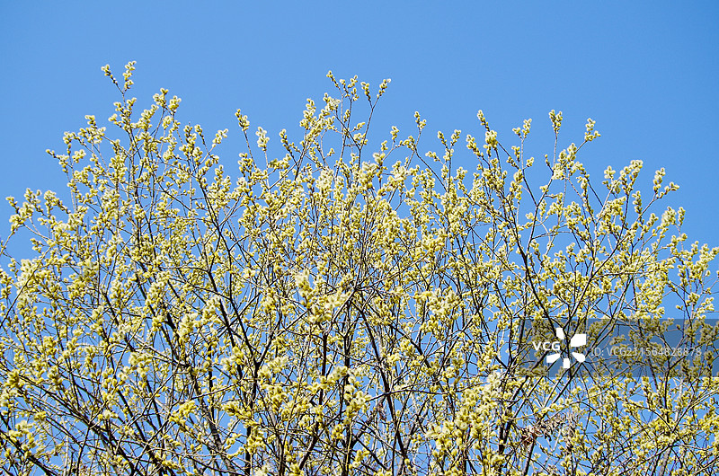 蓝天下开花柳树的低角度视图，春季户外自然风光，生态植物树木，黄花柳盛开开花，清明春分图片素材