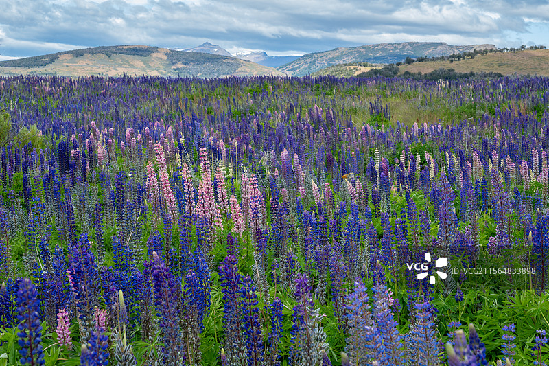漫山遍野鲁冰花图片素材