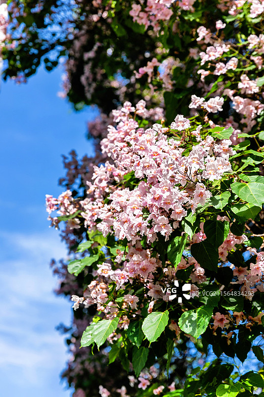 云南楸木花开图片素材