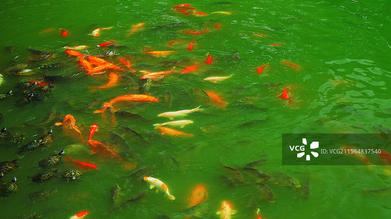 水里的鲤鱼图片素材