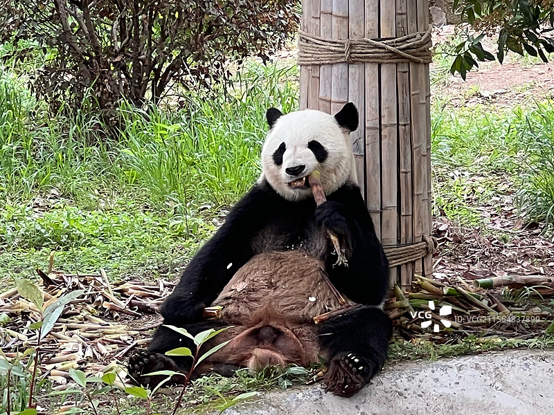 安吉竹博园大熊猫图片素材