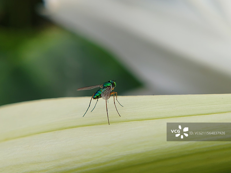 丝光绿蝇图片素材