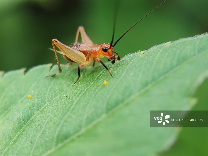 金铃子特写镜头图片素材