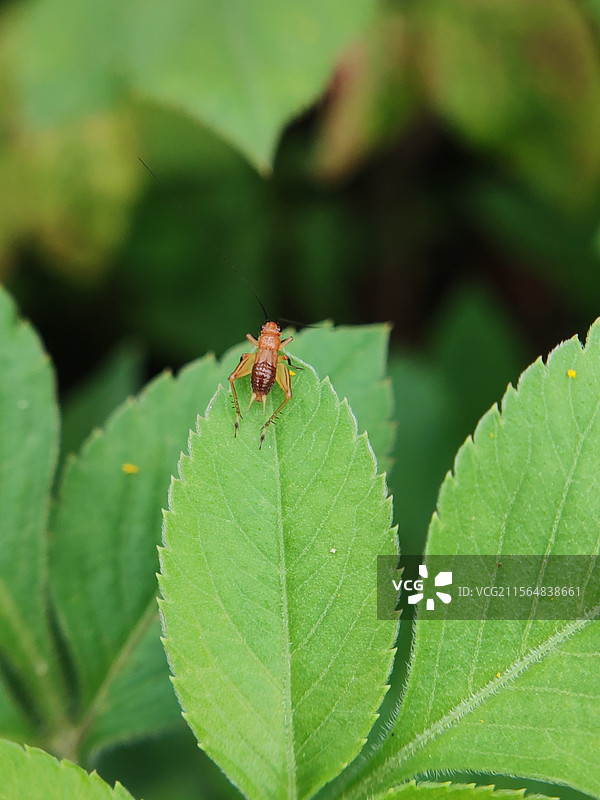 金铃子特写镜头图片素材