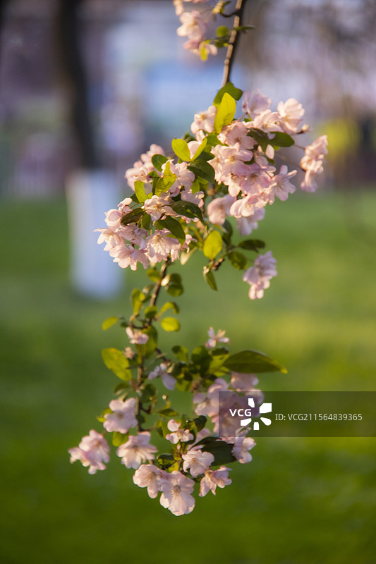 垂丝海棠图片素材