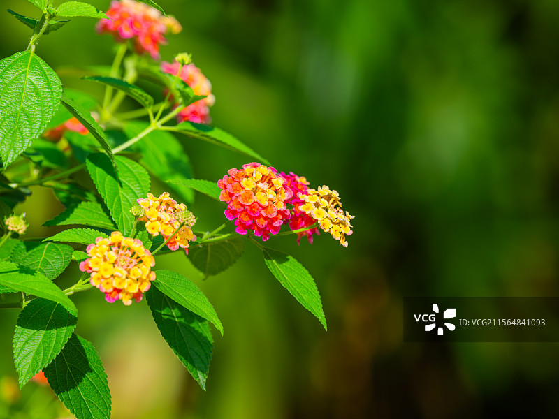 马缨丹图片素材