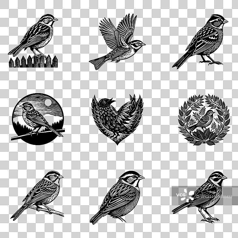 白喉鹀图片素材