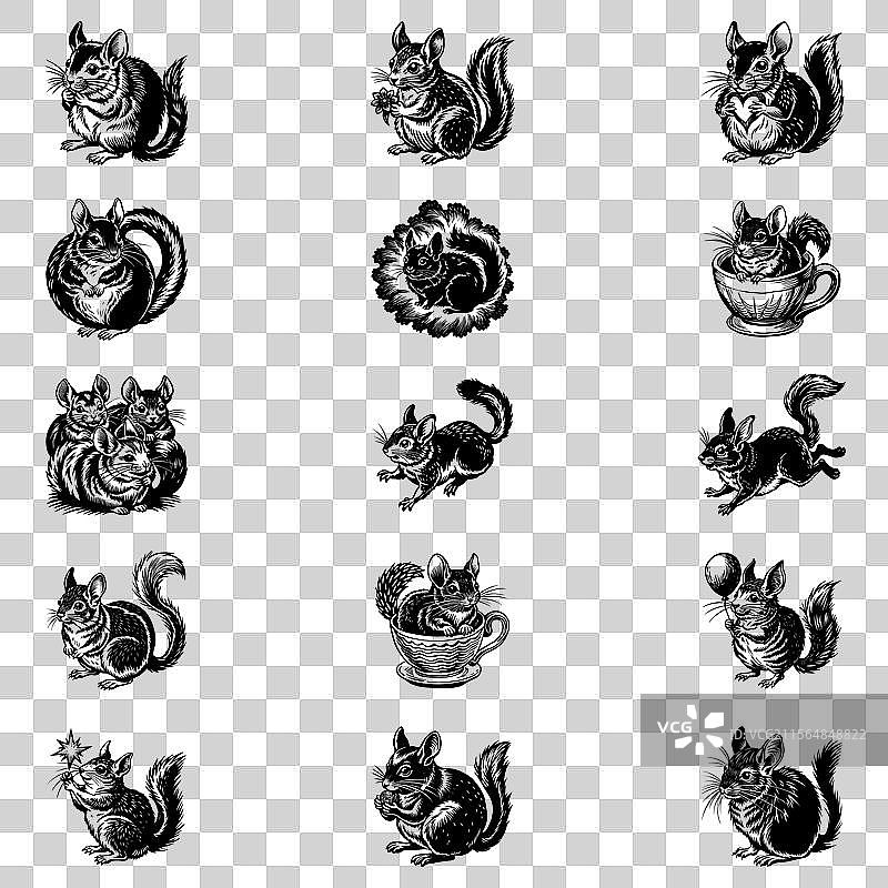 毛丝鼠 SVG图片素材