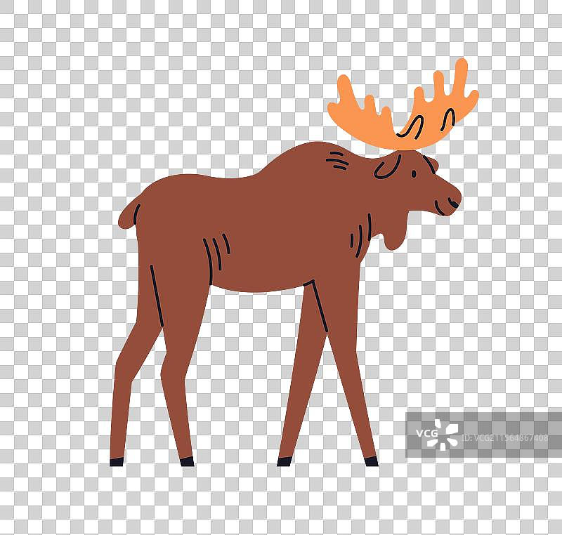 驼鹿在森林中行走，体型庞大的野生哺乳动物图片素材