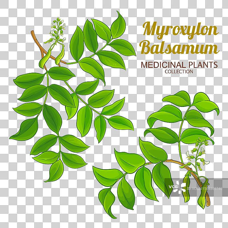 彩色详细的美洲红木树枝图片素材