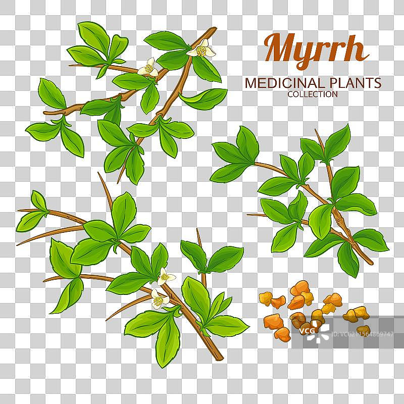 有色详细的没药枝条图片素材