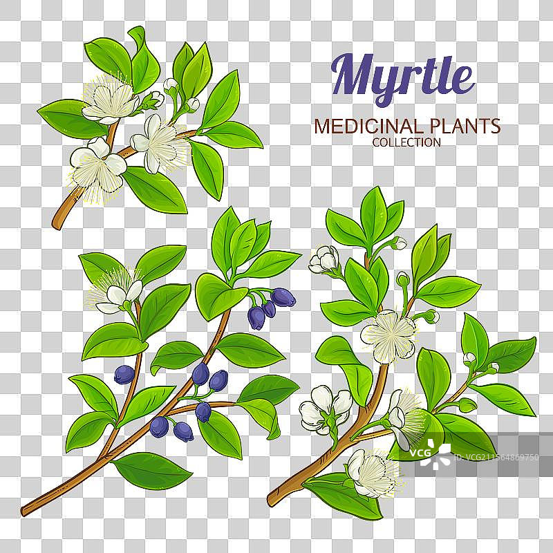 彩色详细的美人蕉枝图片素材