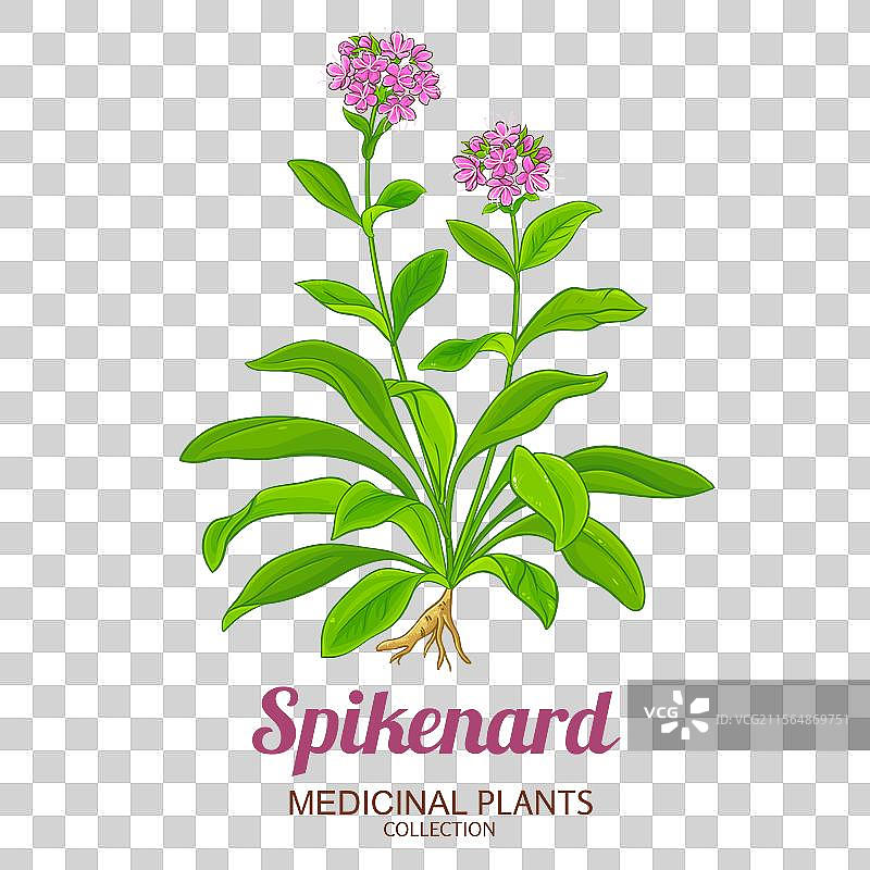 彩色详细的香根草植物图片素材