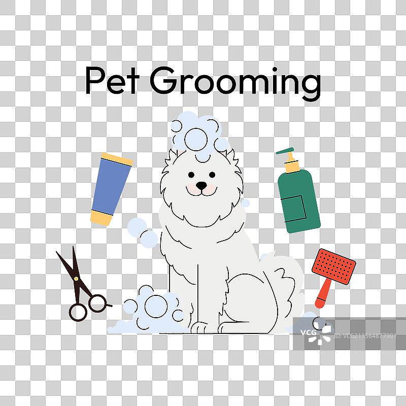 萨摩耶犬为一只毛茸茸的白狗梳理毛发图片素材