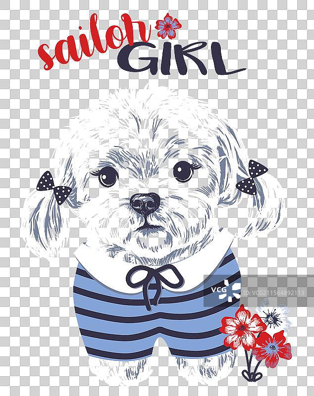 穿着条纹水手服的可爱白色马尔济斯小狗女孩图片素材